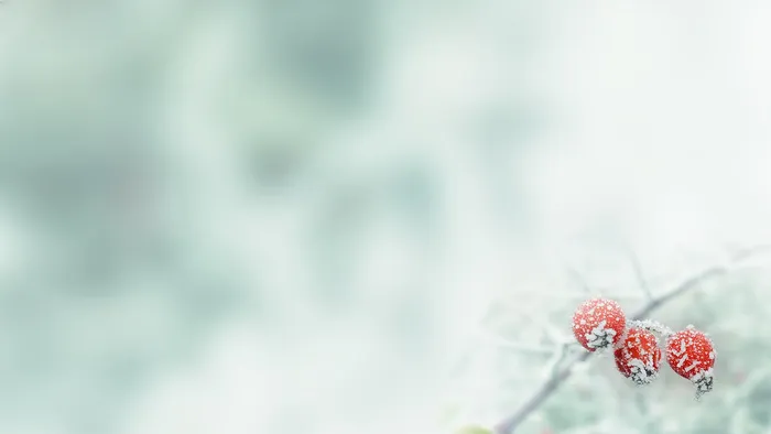 雪下的鲜花图片