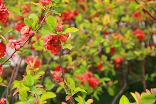 绿叶黄花微距摄影图