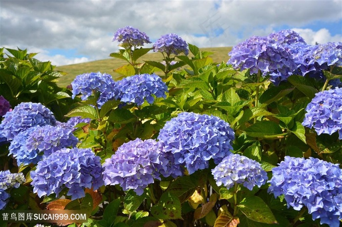 野外山坡绣球花花海图片