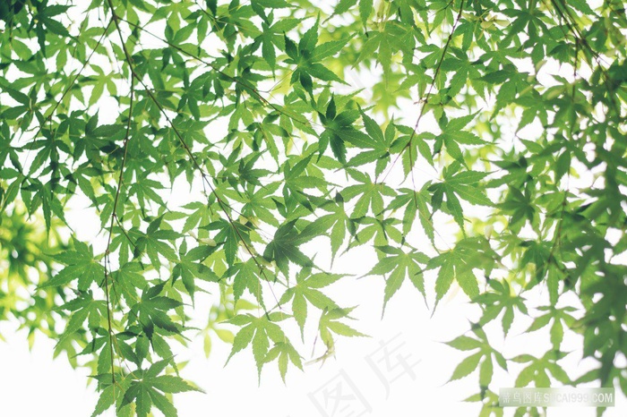 夏季绿色枫叶图片