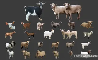 绵羊山羊分层素材