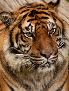 猛兽老虎动物写真图