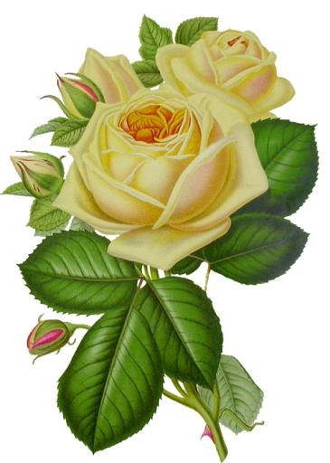 白玫瑰PNG图片,花白玫瑰PNG图片免抠(600x840)