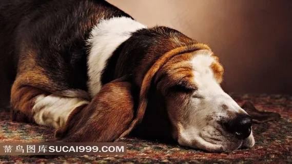 趴在地毯上睡觉的狗