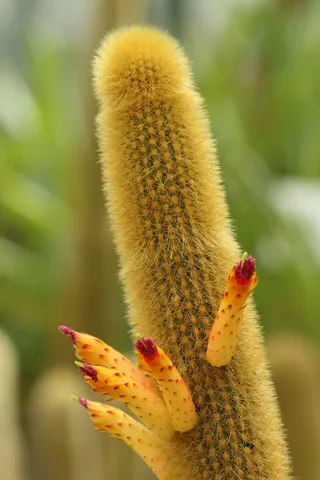 绿色仙人掌仙人球摄影素材