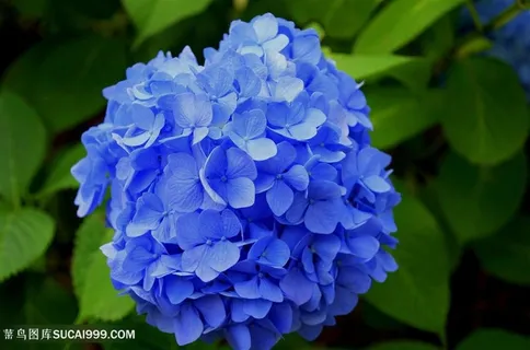 迷人蓝色高清绣球花鲜花图片