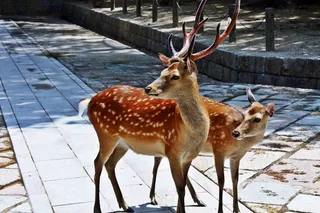 濒危梅花鹿图片