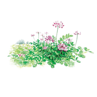 紫云英手绘小清新单层免抠