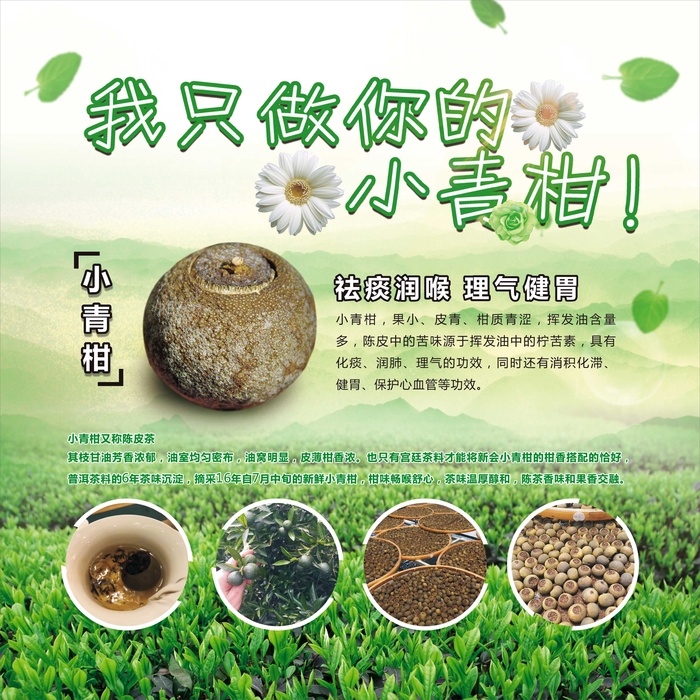 小清新高端茶叶小青柑海报墙体