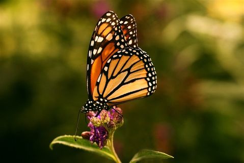 唯美高清蝴蝶鲜花图片 唯美高清蝴蝶鲜花图片