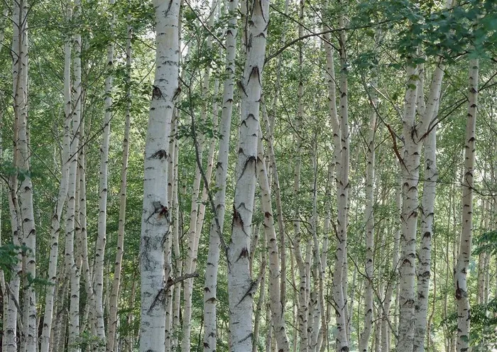 树林风景-笔直的白桦林
