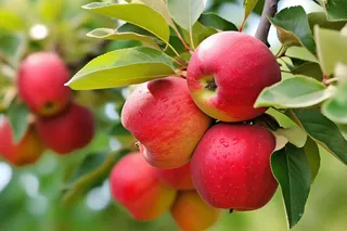 苹果果树树枝摄影图