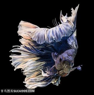 美丽彩色金鱼图片