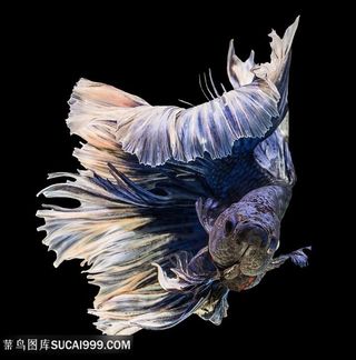 美丽彩色金鱼图片