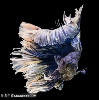 美丽彩色金鱼图片 美丽彩色金鱼图片