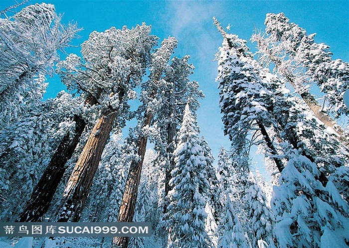 森林雪松风景图片