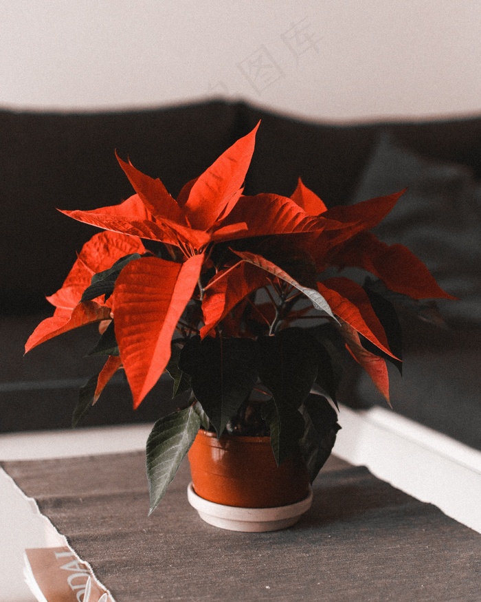盆栽一品红图片