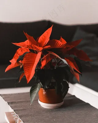 盆栽一品红图片