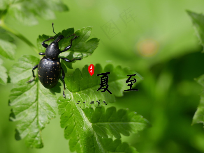 夏至日二十四节气图片