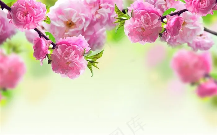 红色花枝图片
