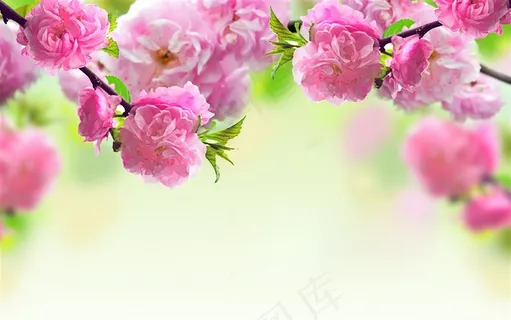 红色花枝图片 红色花枝图片