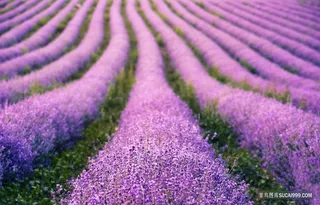 薰衣草花海图片