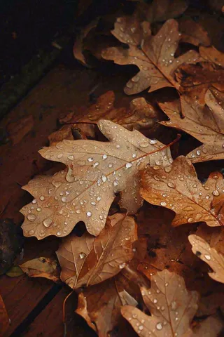 秋天雨天秋叶满地落叶，立秋秋分故事感