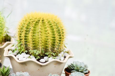 绿色仙人掌仙人球摄影素材 绿色仙人掌仙人球摄影素材