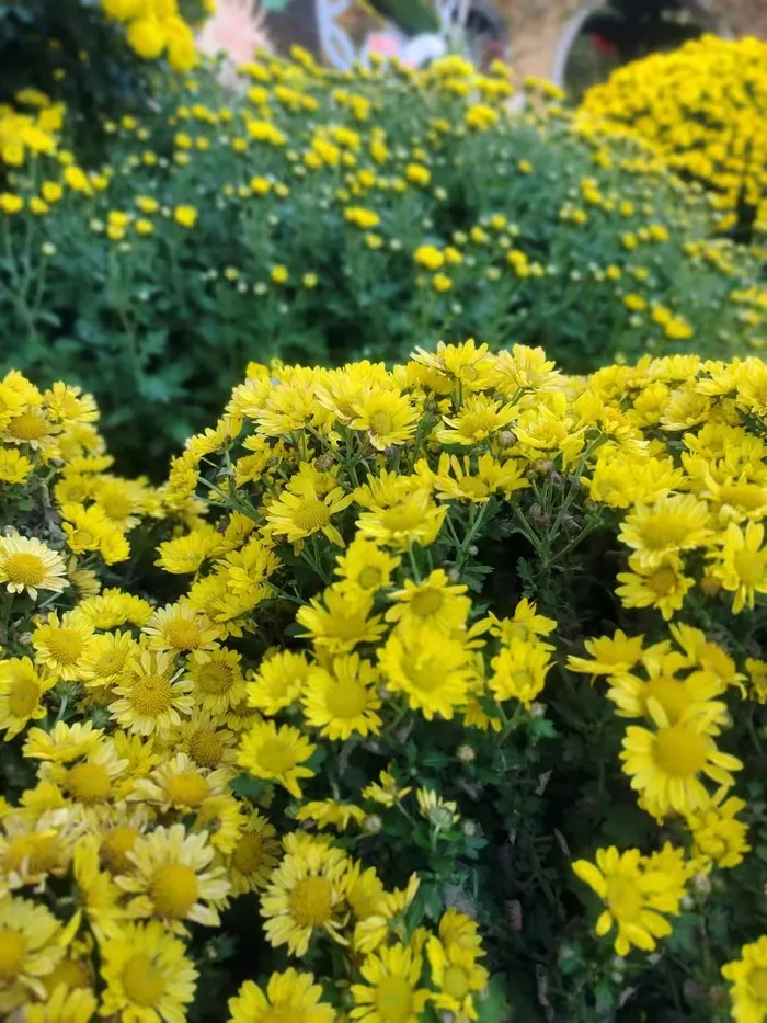黄色小菊花、秋天、黄声野菊花