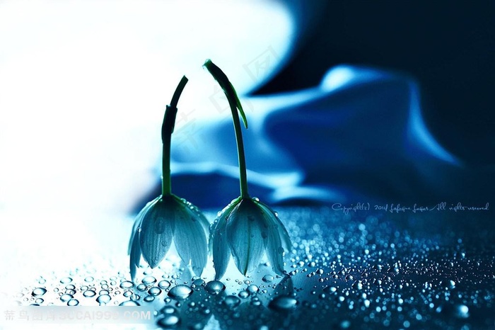 唯美鲜花摄影图片