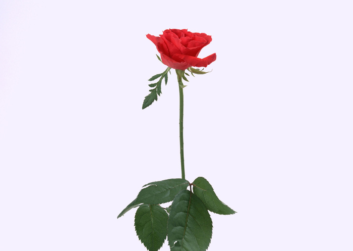 玫瑰花儿 