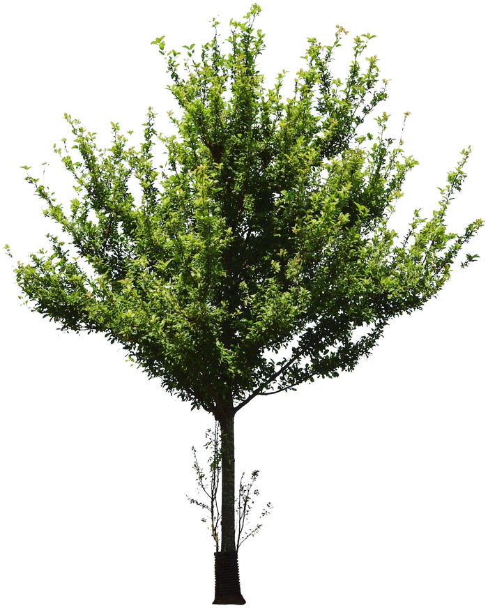 高清树木素材 免抠PSD植物素材 美术绘画园林贴图 树草灌木花草