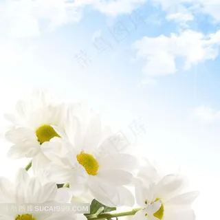 白色唯美菊花图片下载