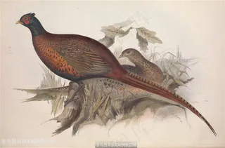 欧洲鸟类唯美高清装饰画