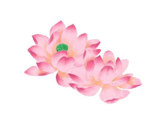 国潮中国风手绘荷花莲花荷叶莲藕植物花卉装饰插画PSD设计素材