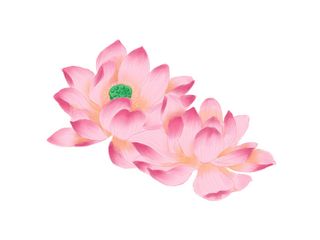 国潮中国风手绘荷花莲花荷叶莲藕植物花卉装饰插画PSD设计素材