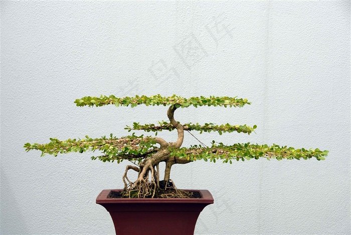 树木盆景素材