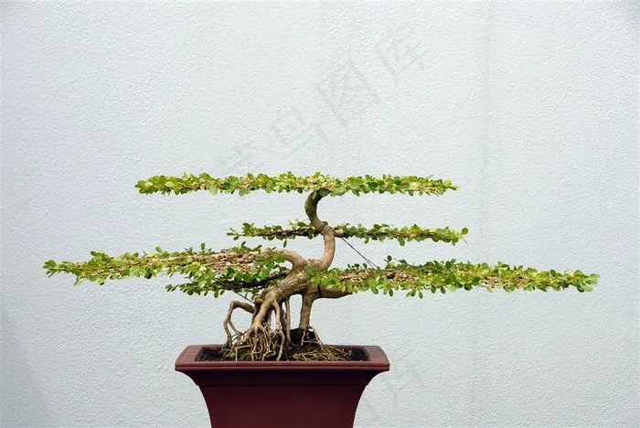树木盆景素材