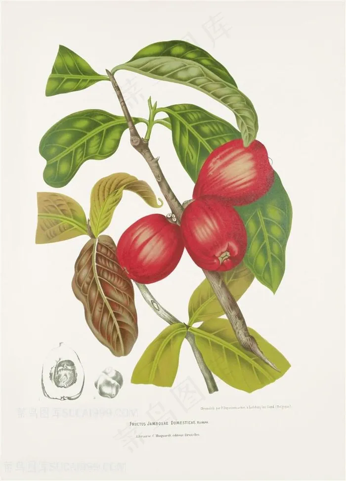 现代植物手绘插画图片