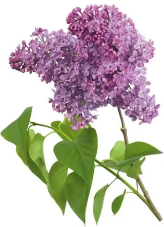 紫丁香 PNG免抠