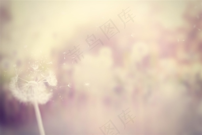 飞舞的蒲公英唯美素材高清图片