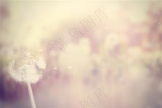 飞舞的蒲公英唯美素材高清图片