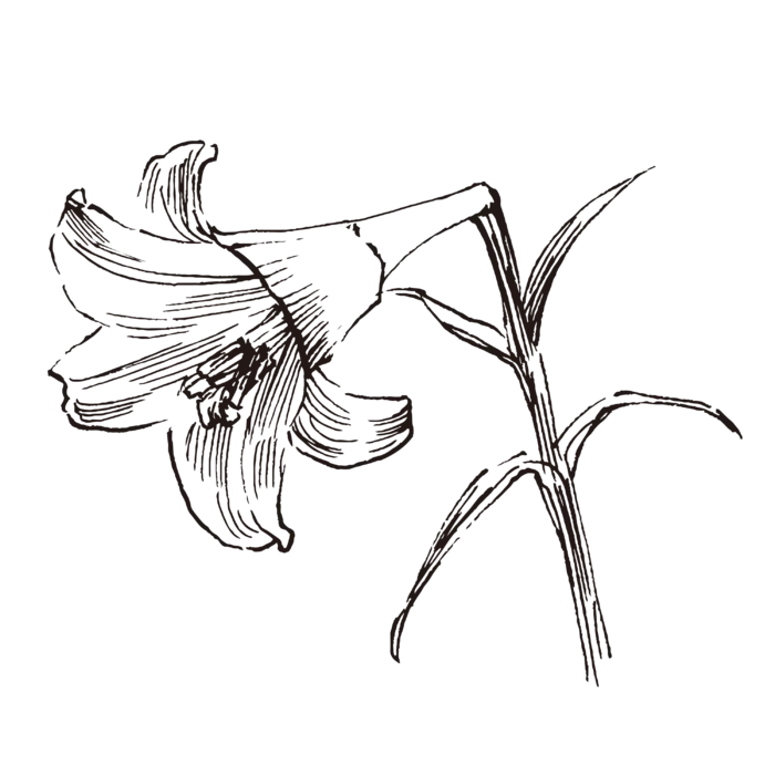 线条草本花卉手绘植物-百合花