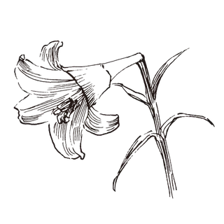 线条草本花卉手绘植物-百合花 线条草本花卉手绘植物-百合花