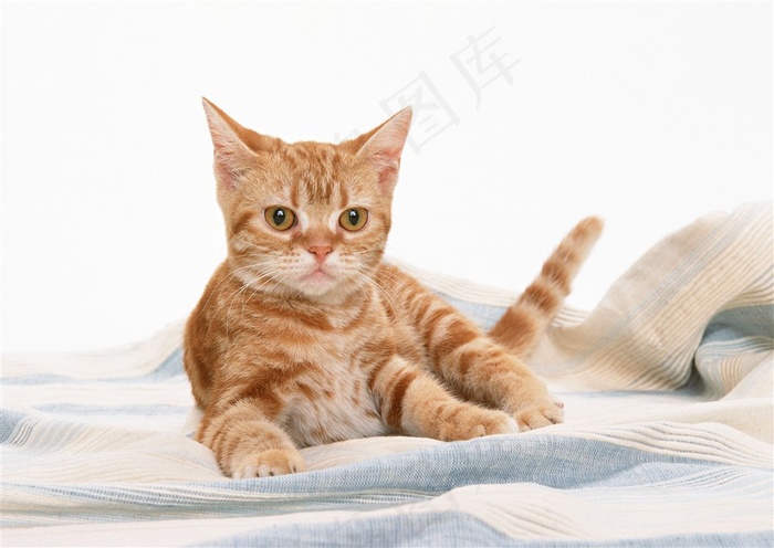 猫家猫图素材猫咪图片