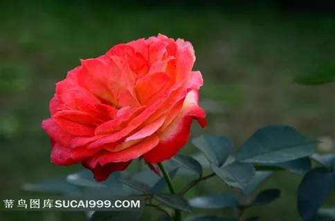 亭亭玉立的红色玫瑰花