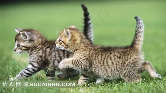 两只可爱的小猫摄影素材