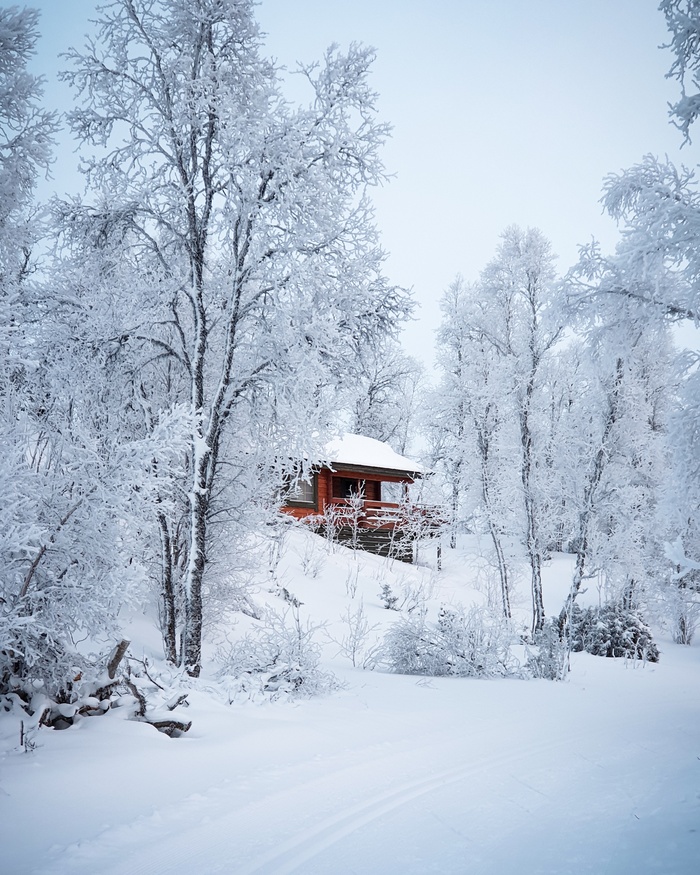 冬天白雪林木背景风景