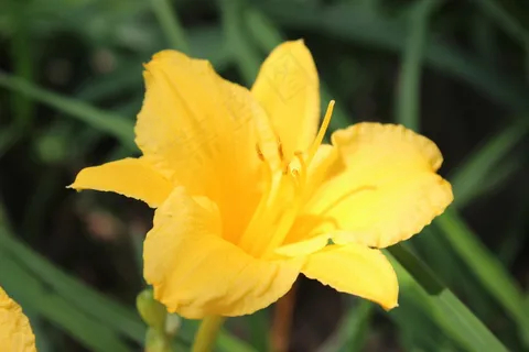 萱草花唯美高清图片 萱草花唯美高清图片