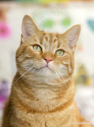 可爱肥脸橘猫图片